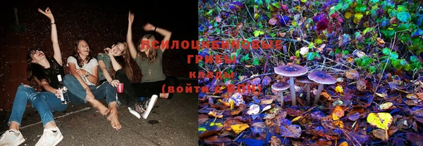 индика Белокуриха